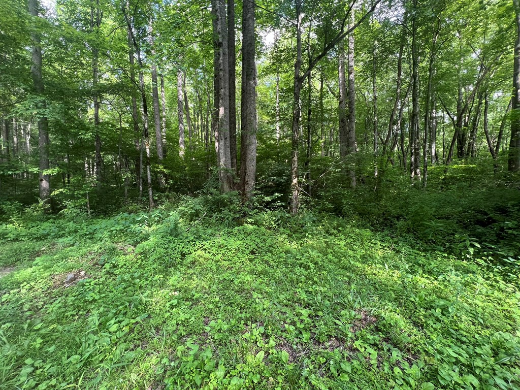 Lot 8 Collett Creek Rd Property Photo 3