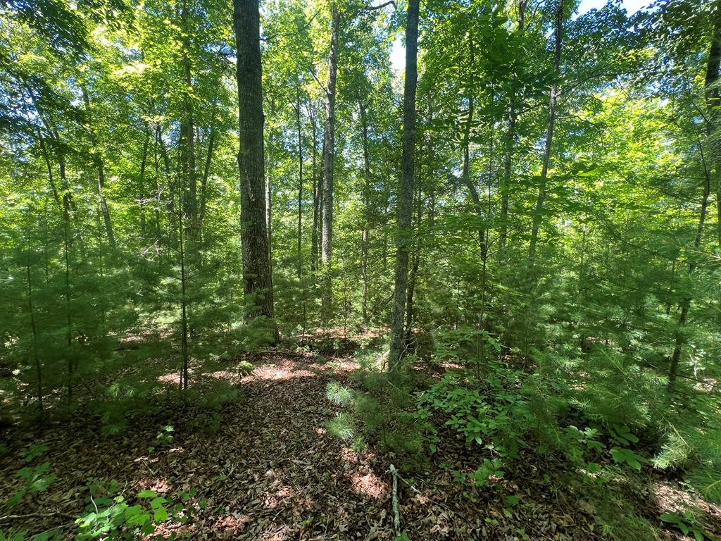 Tbd Paw Paw Trl Property Photo