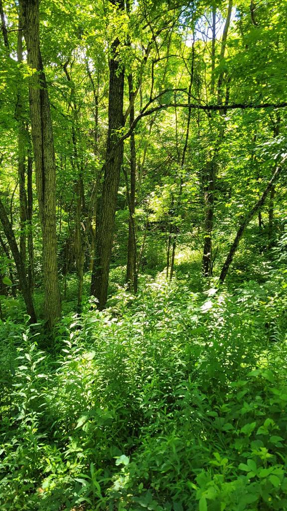Lot 9 Hickory Ridge Property Photo 1