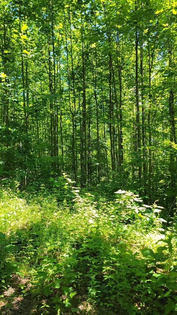 Lot 10 Hickory Ridge Property Photo 1