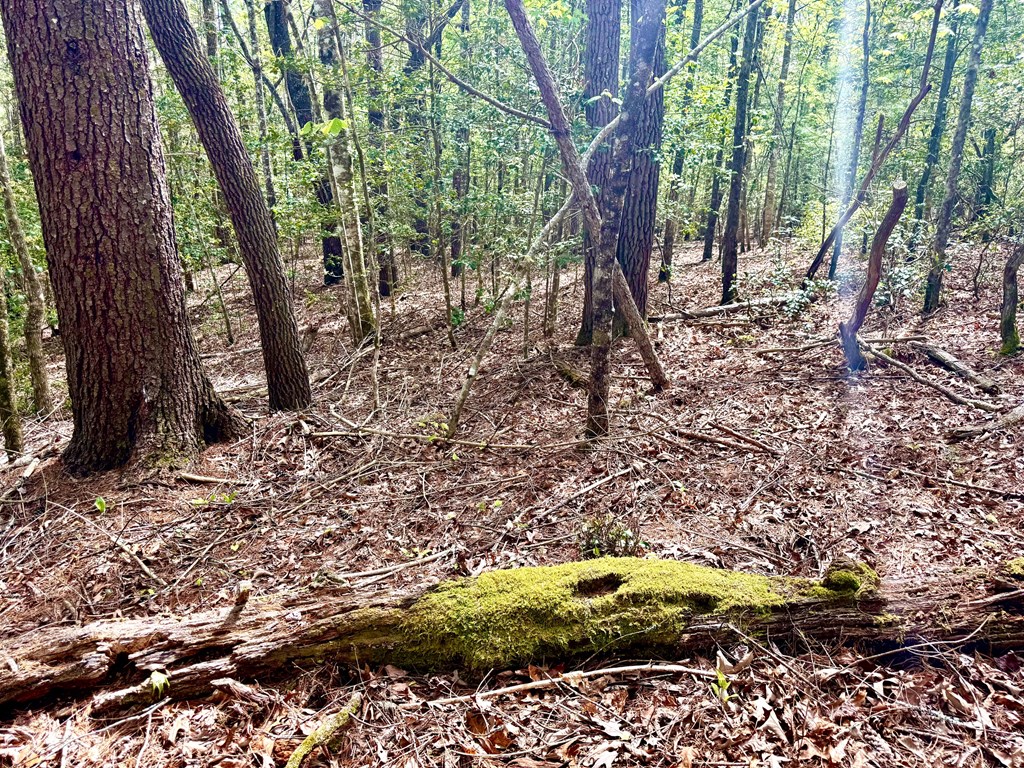 2.07 Ac Rainy Farm Road Property Photo 4