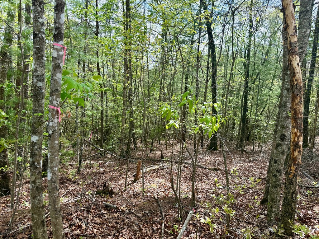2.07 Ac Rainy Farm Road Property Photo 6