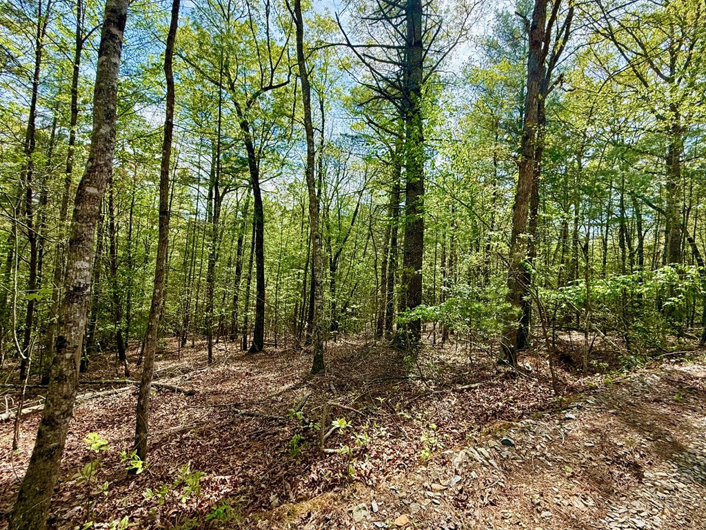 2.07 Ac Rainy Farm Road Property Photo 7