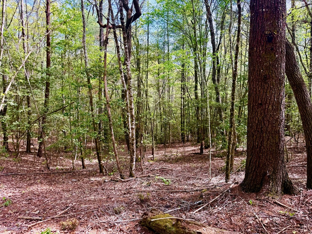 2.07 Ac Rainy Farm Road Property Photo 10