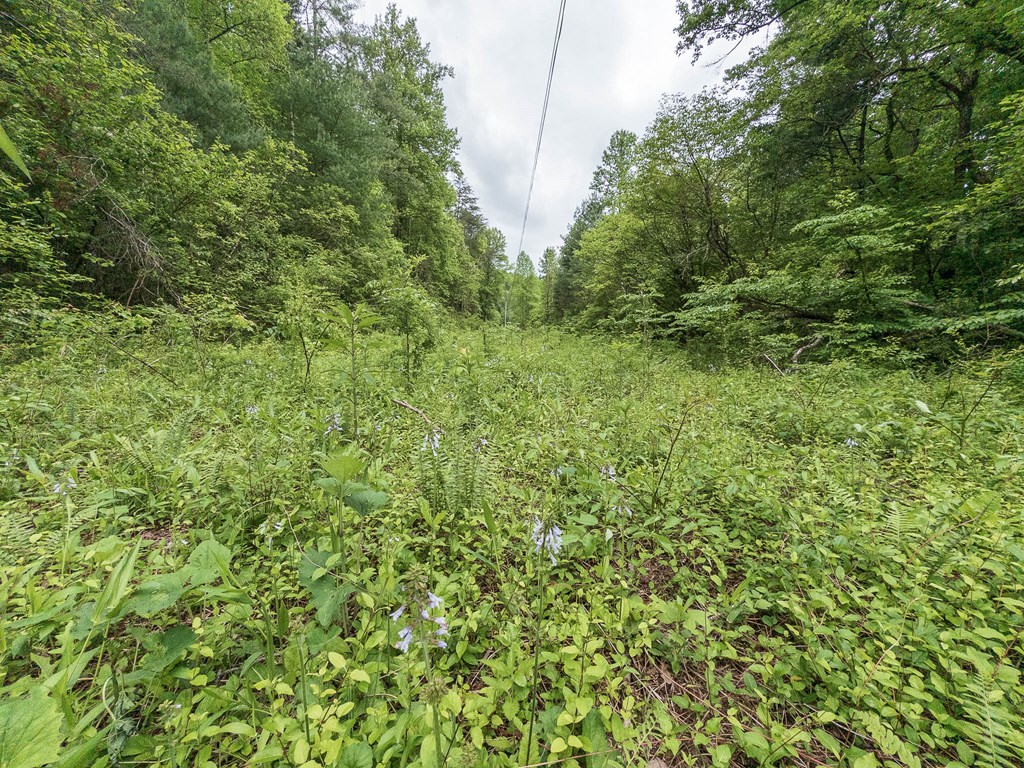 20561 Joe Brown Highway Property Photo 6