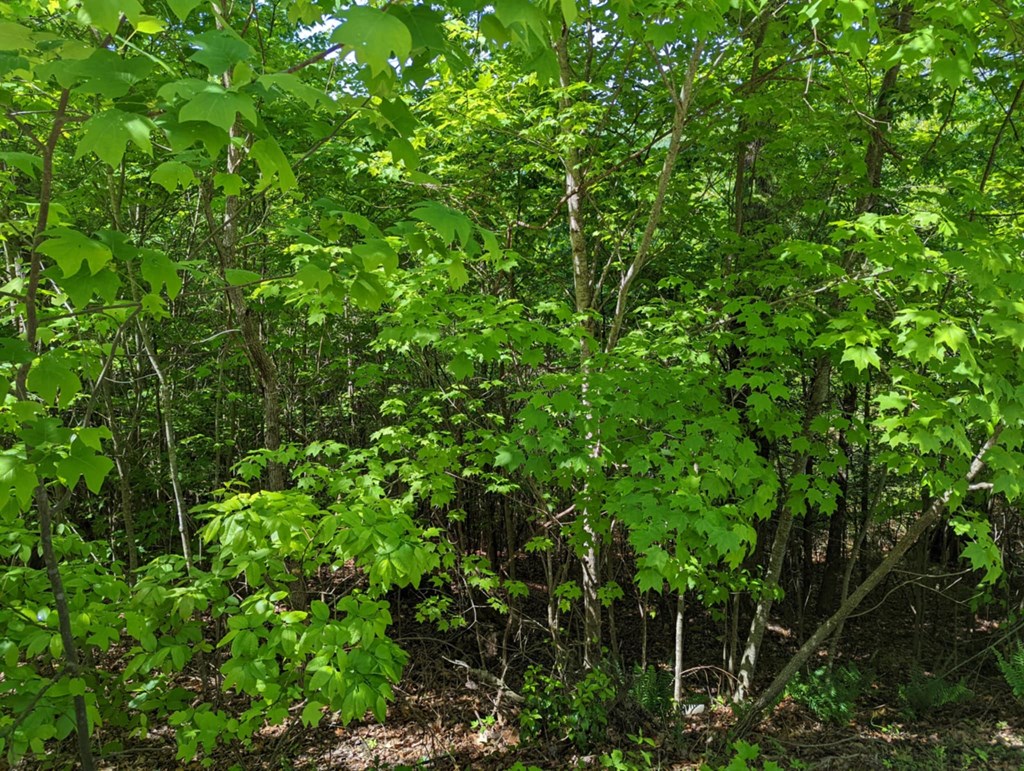 Tbd Heritage Trail Property Photo 7