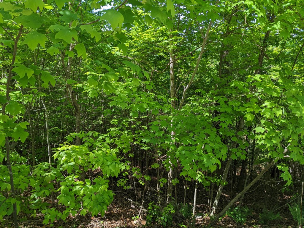 Tbd Heritage Trail Property Photo 8