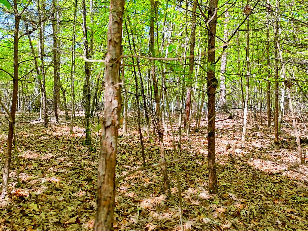 Lot 25 Davis Lane Property Photo 7
