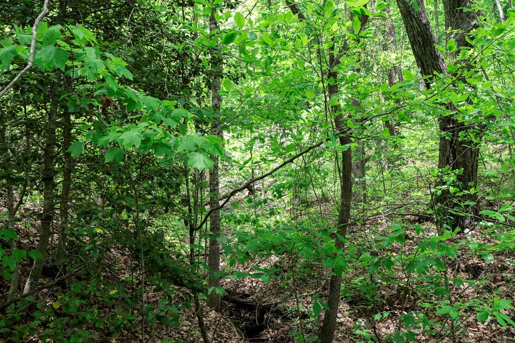 Lot 119 Outlook Road Property Photo 16