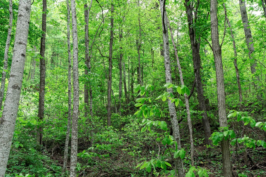 Lot 119 Outlook Road Property Photo 17