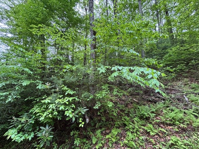 8 Lot Forest Vista Lane Property Photo 4