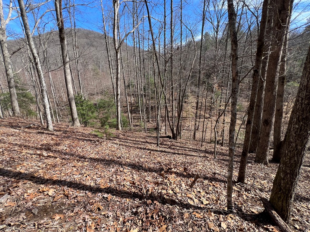 Lot 164 Tracks Hollow Property Photo 4