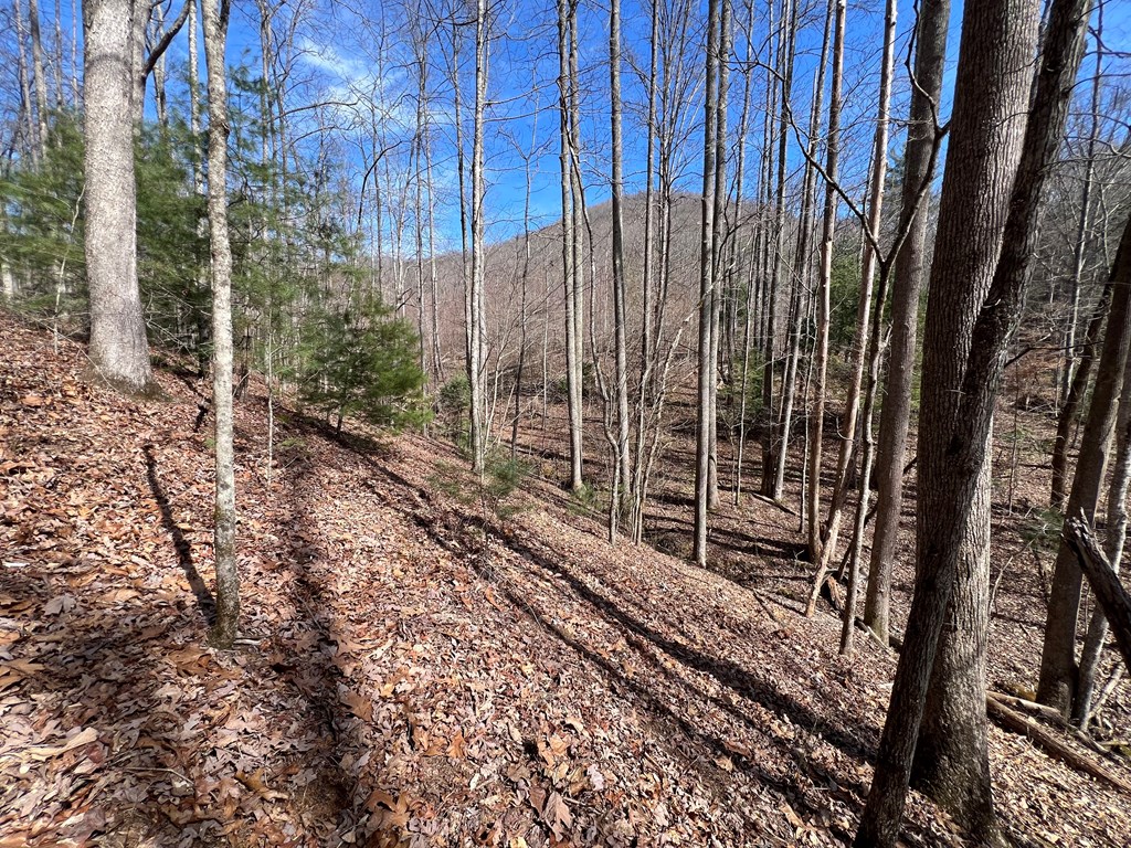 Lot 164 Tracks Hollow Property Photo 5