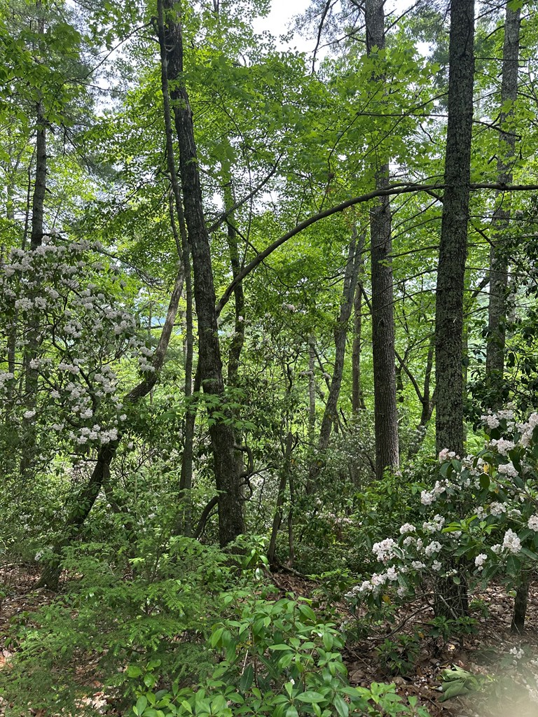 00 Top Horseshoe Ridge Property Photo 3