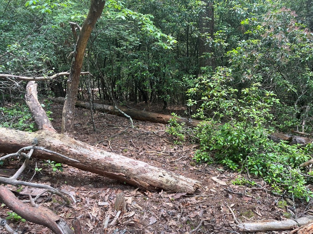 289 Paradise Park Property Photo 5