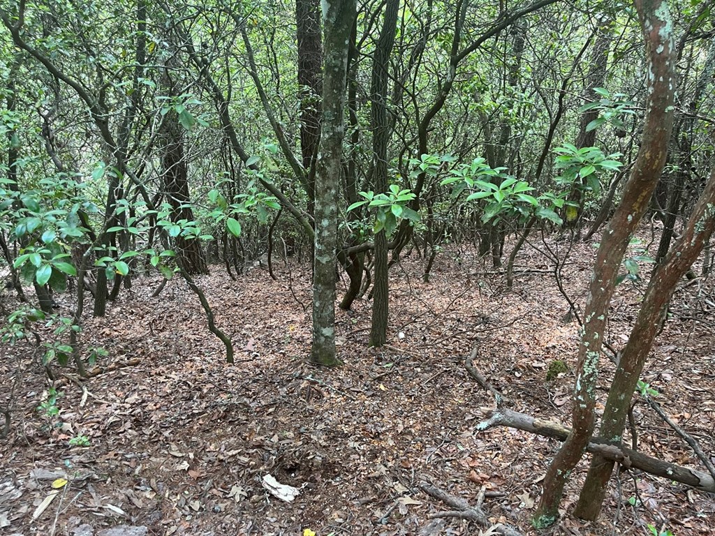 289 Paradise Park Property Photo 6