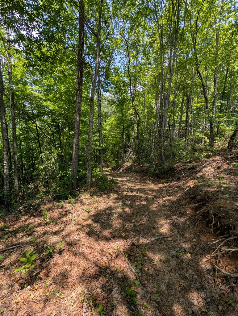 30.91 Ac Hwy 64 E Old Hwy 64 Junction Property Photo 16
