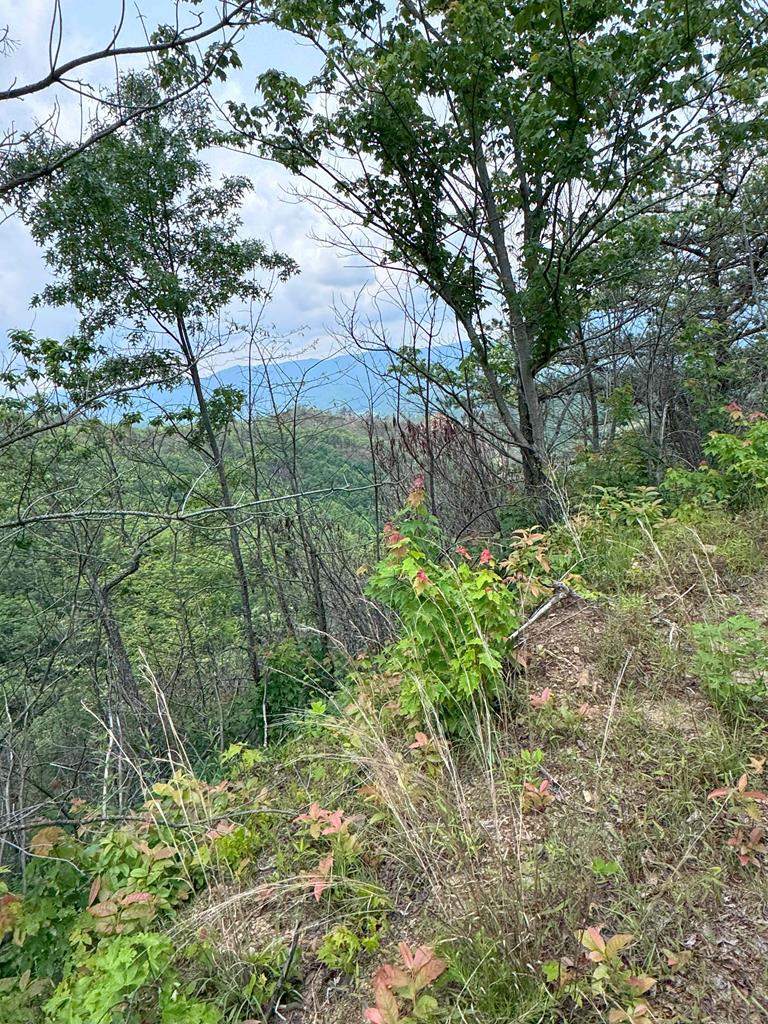 88 Acres Bolden Branch Property Photo 1