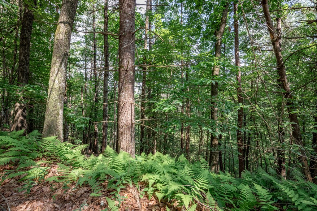 Lot 10 Raper Mill Creek Property Photo 11