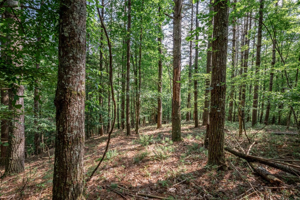 Lot 10 Raper Mill Creek Property Photo 14