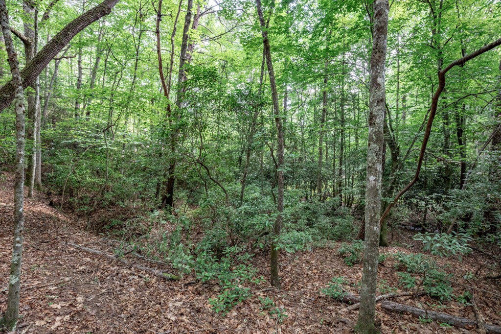 Lot 10 Raper Mill Creek Property Photo 17