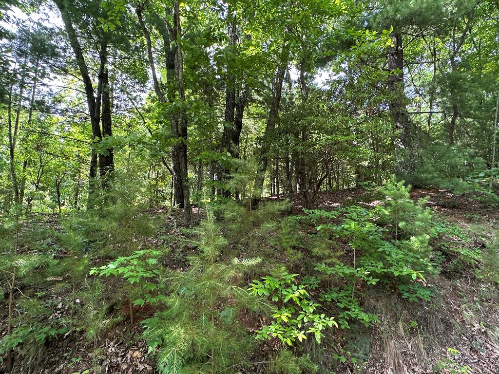 Lot 31 Peak Trail Property Photo 1