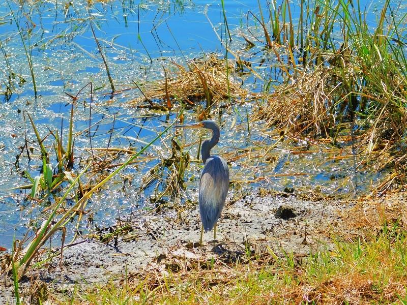 16625 Lake Circle Dr 523 Property Photo 31