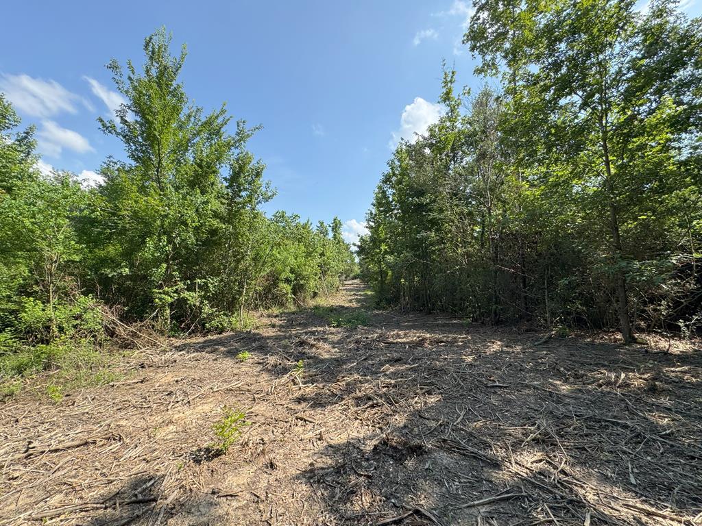 Tbd County Road 4855 Property Photo 2