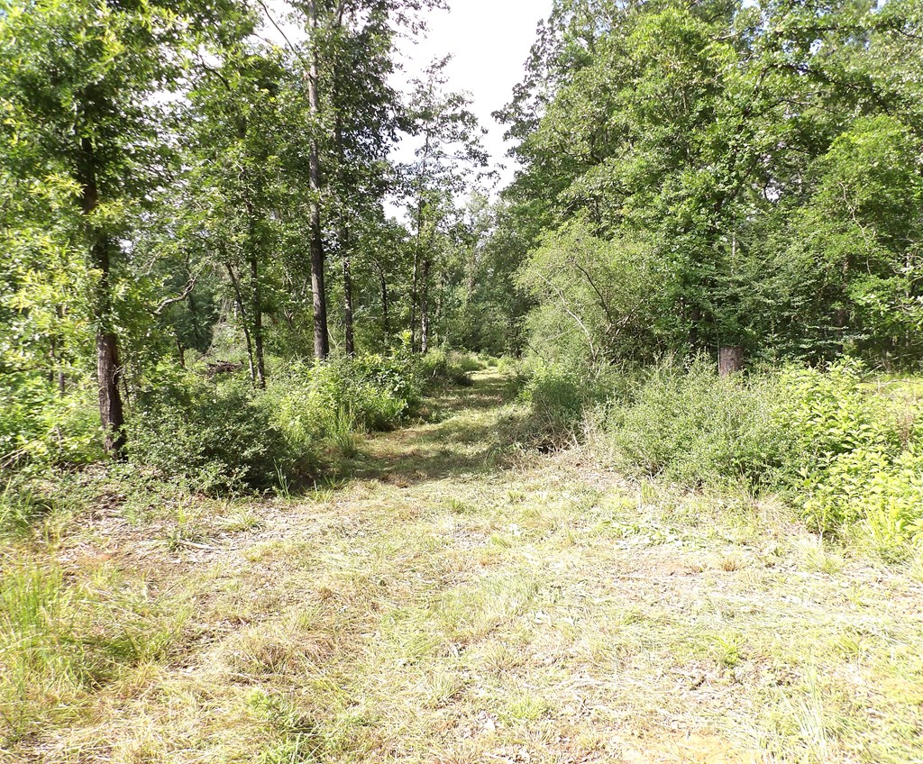 Parcel #7943 Fm 536 Property Photo 5