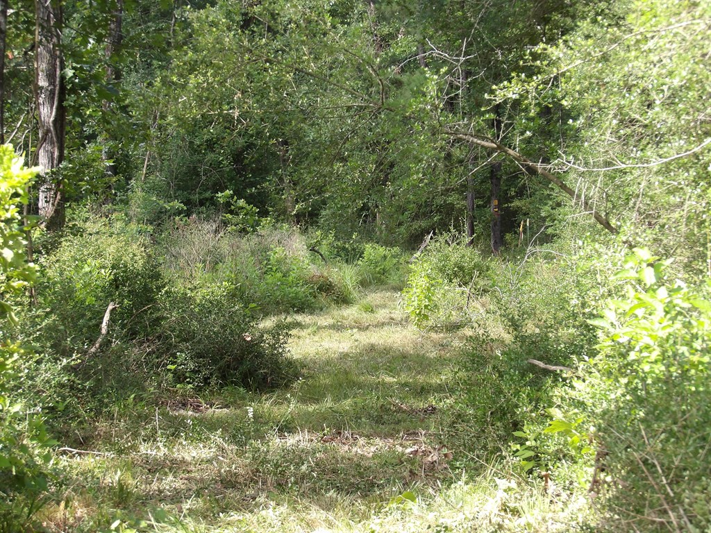 Parcel #7943 Fm 536 Property Photo 6