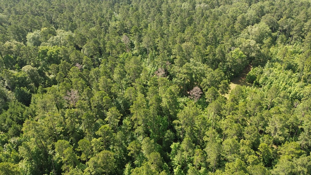 Parcel #7943 Fm 536 Property Photo 15