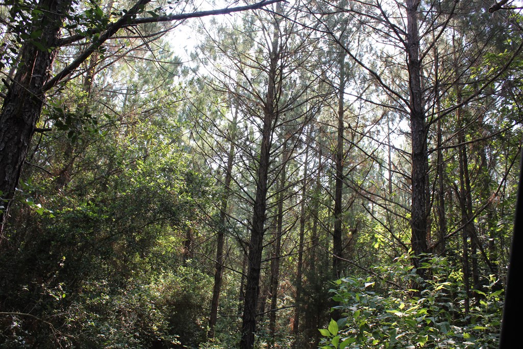 Pid 36982 Ben Dunn Road Property Photo 2