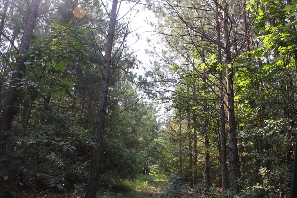 Pid 36982 Ben Dunn Road Property Photo 3