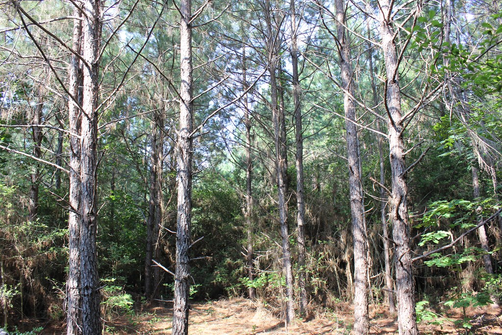 Pid 36982 Ben Dunn Road Property Photo 4