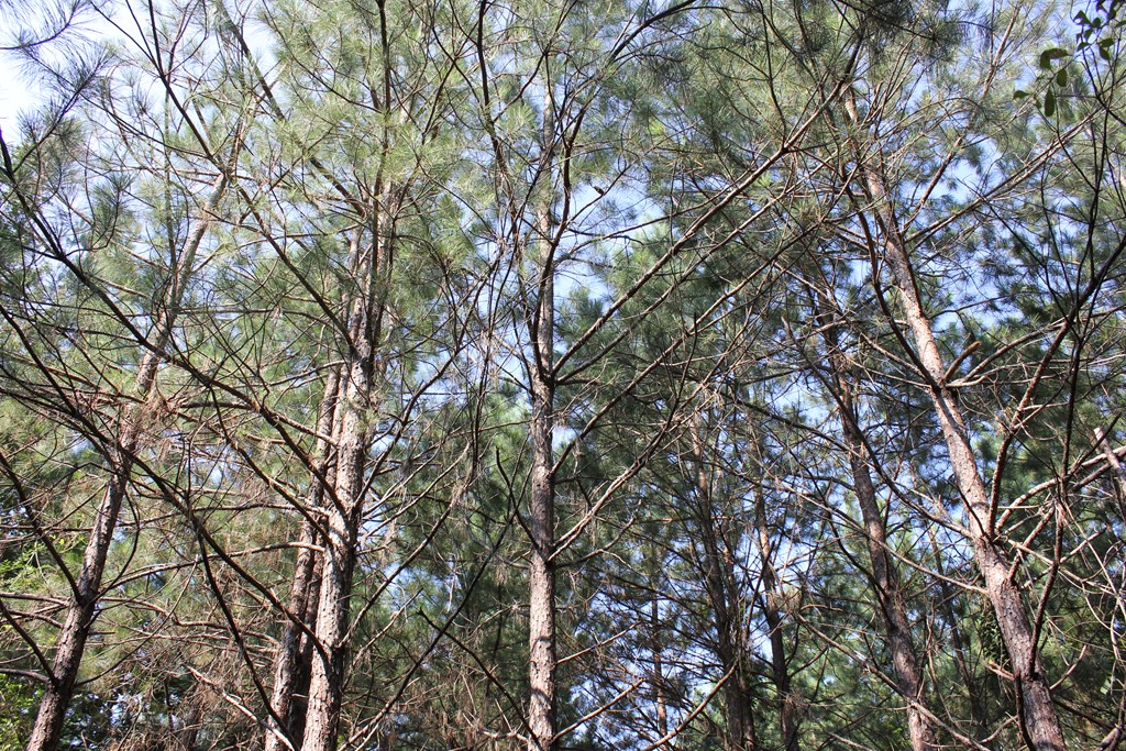 Pid 36982 Ben Dunn Road Property Photo 5