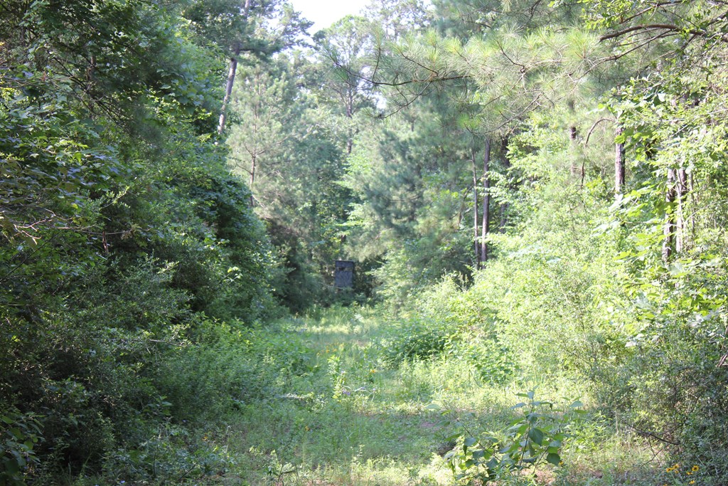 Pid 36982 Ben Dunn Road Property Photo 13
