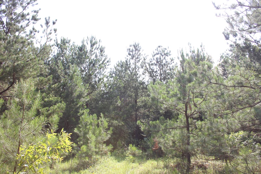 Pid 36982 Ben Dunn Road Property Photo 17