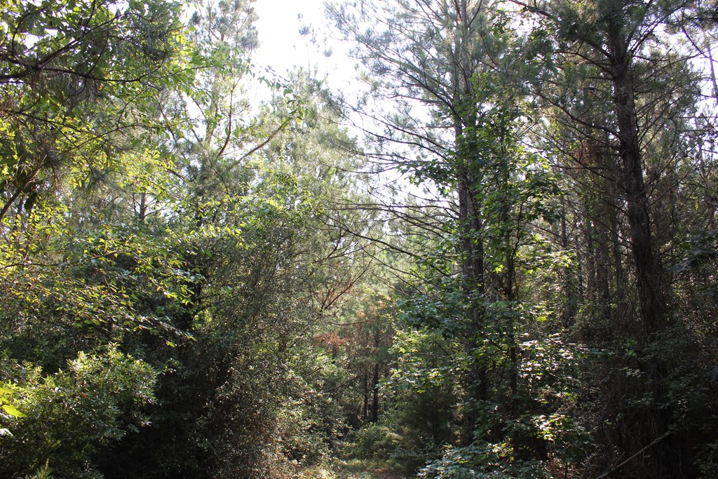 Pid 36982 Ben Dunn Road Property Photo 18
