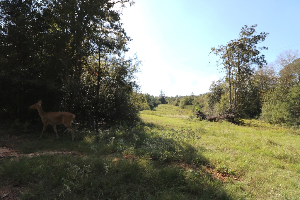 1167 Co Rd 426 Property Photo 22
