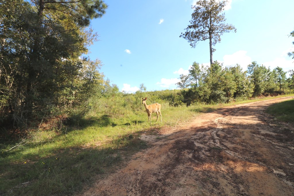 1167 Co Rd 426 Property Photo 23