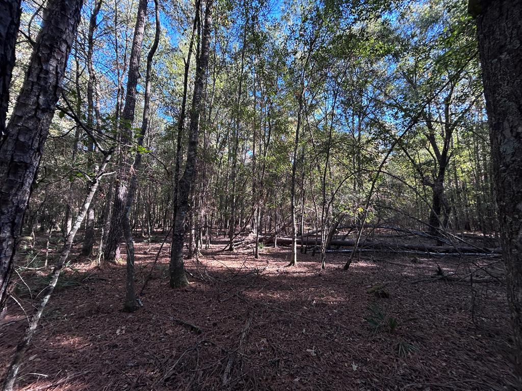 Lot 16 Hackberry Property Photo 1