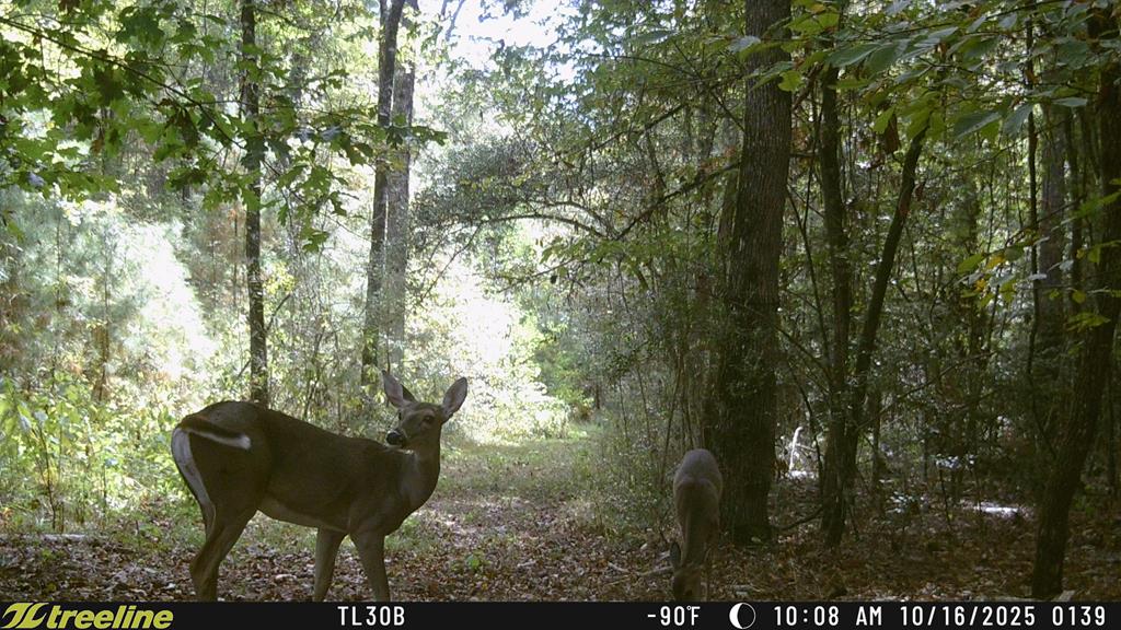359 (2) Mallard Property Photo 16