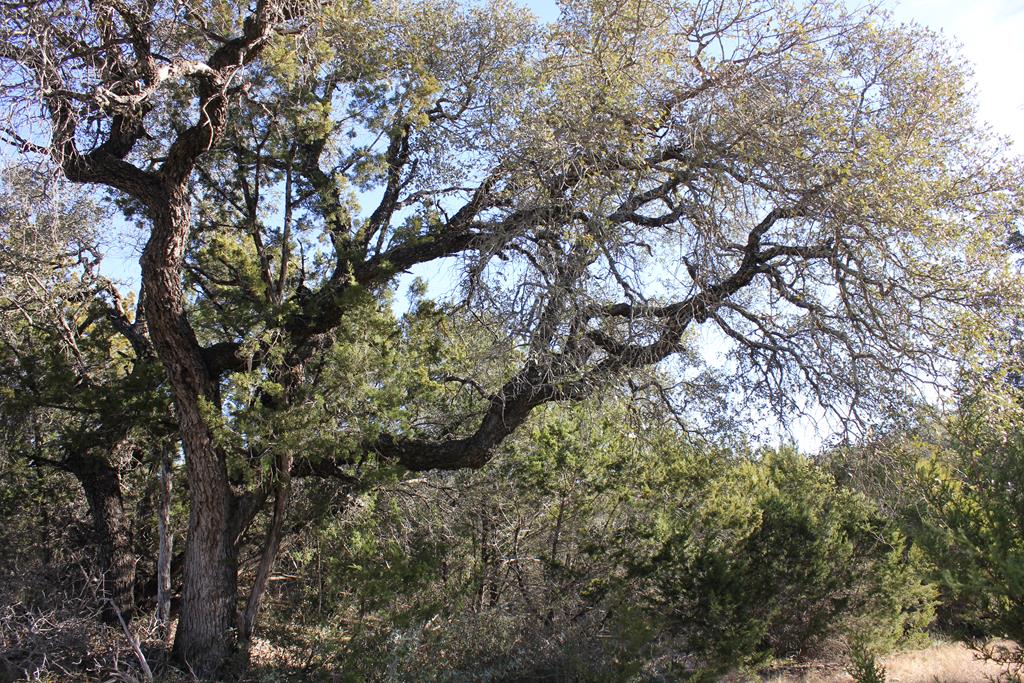 Pid 8285 Fm 2169 Property Photo 8