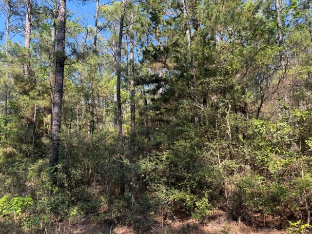 596 County Road 491s Property Photo 6