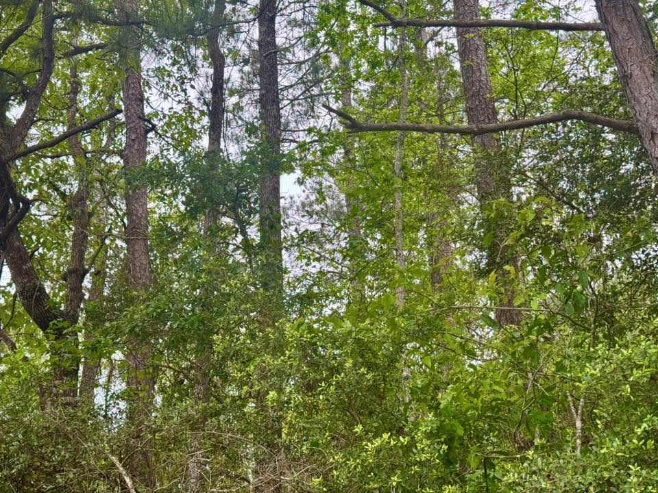 Tbd County Road 1375 Property Photo 15