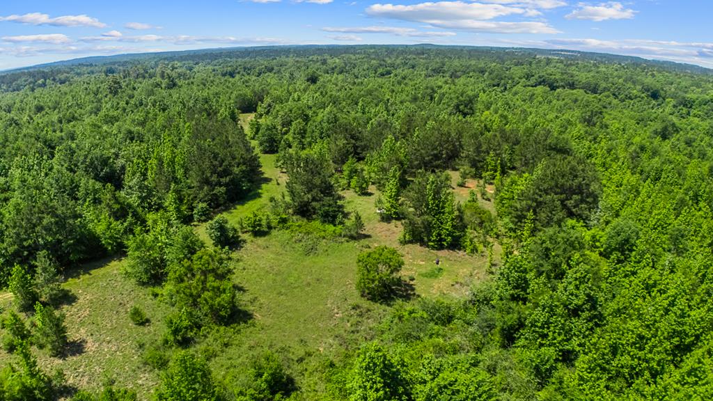 167.022 Acres Cr 425 Property Photo 1
