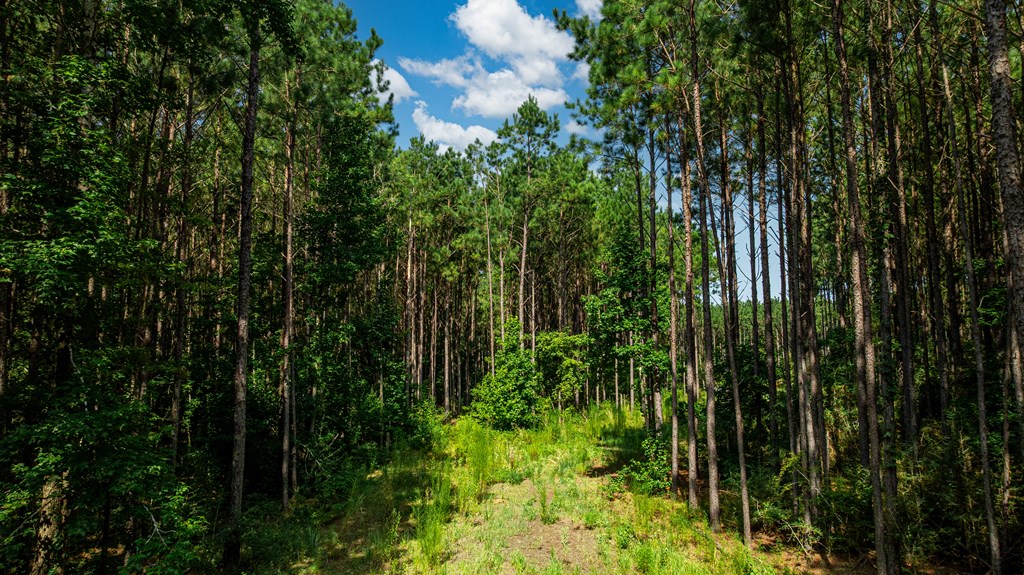 1150 Fm 1751 Property Photo 3