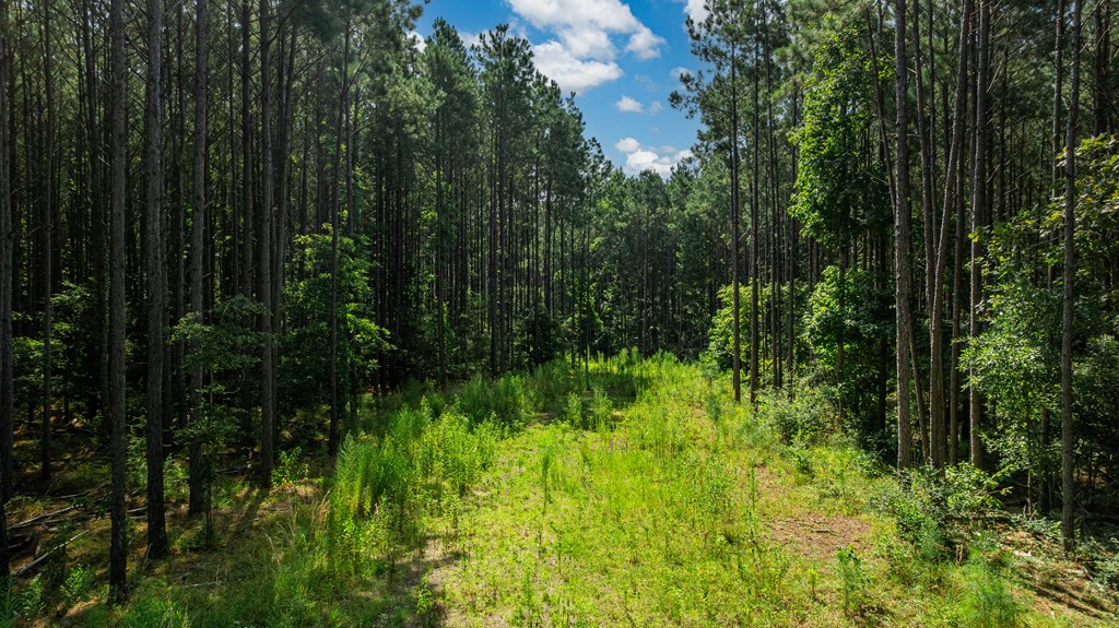 1150 Fm 1751 Property Photo 7