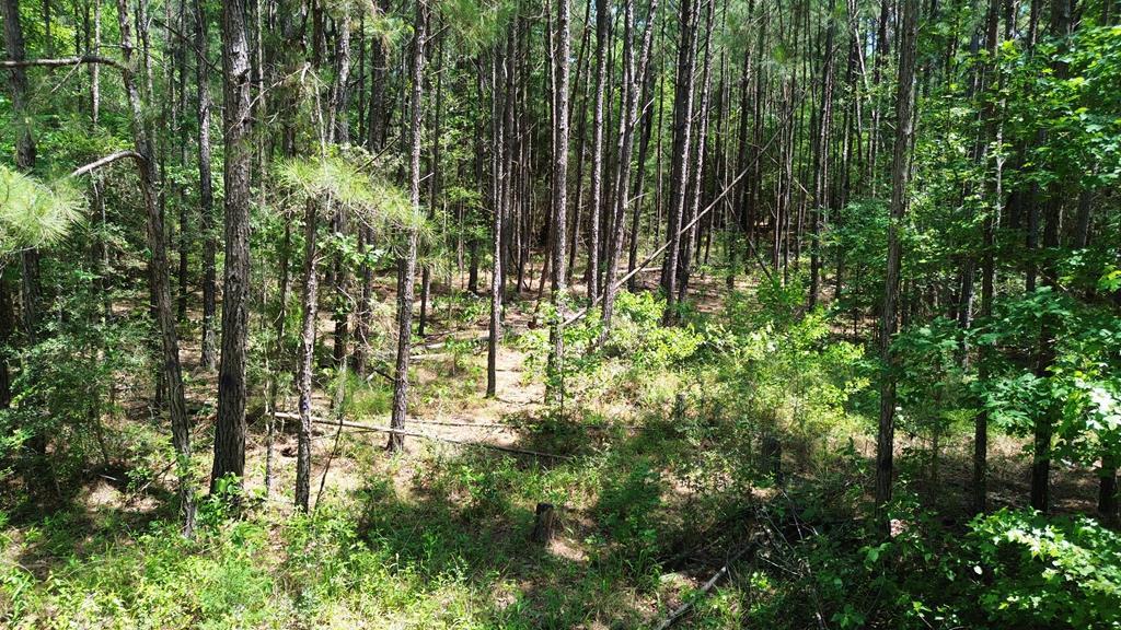 Parcel#41620 Cr 4720 Property Photo 2