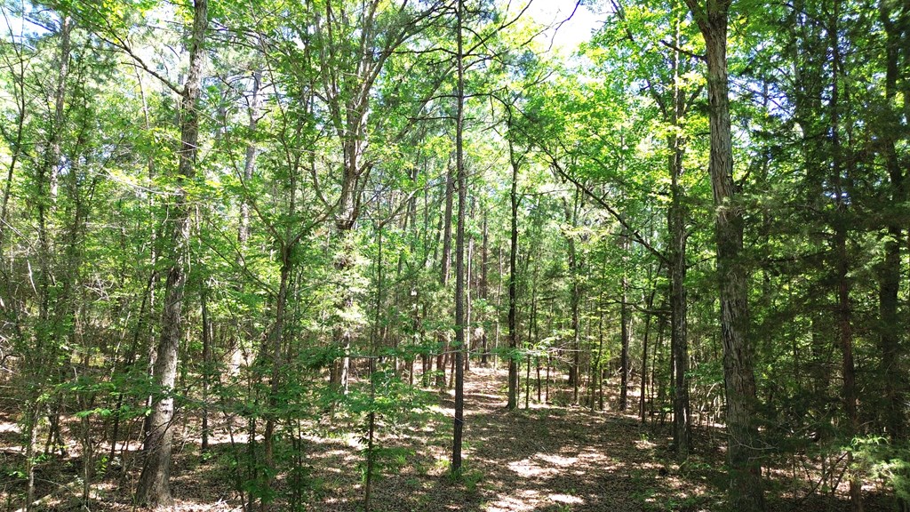 Parcel#41620 Cr 4720 Property Photo 5